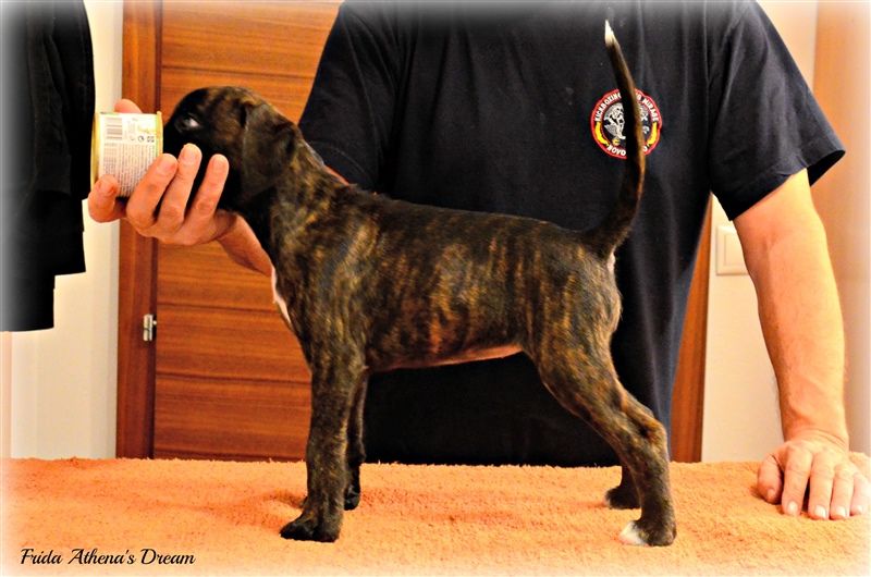 8 weeks